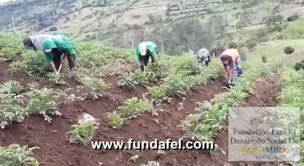 Cultivo rural